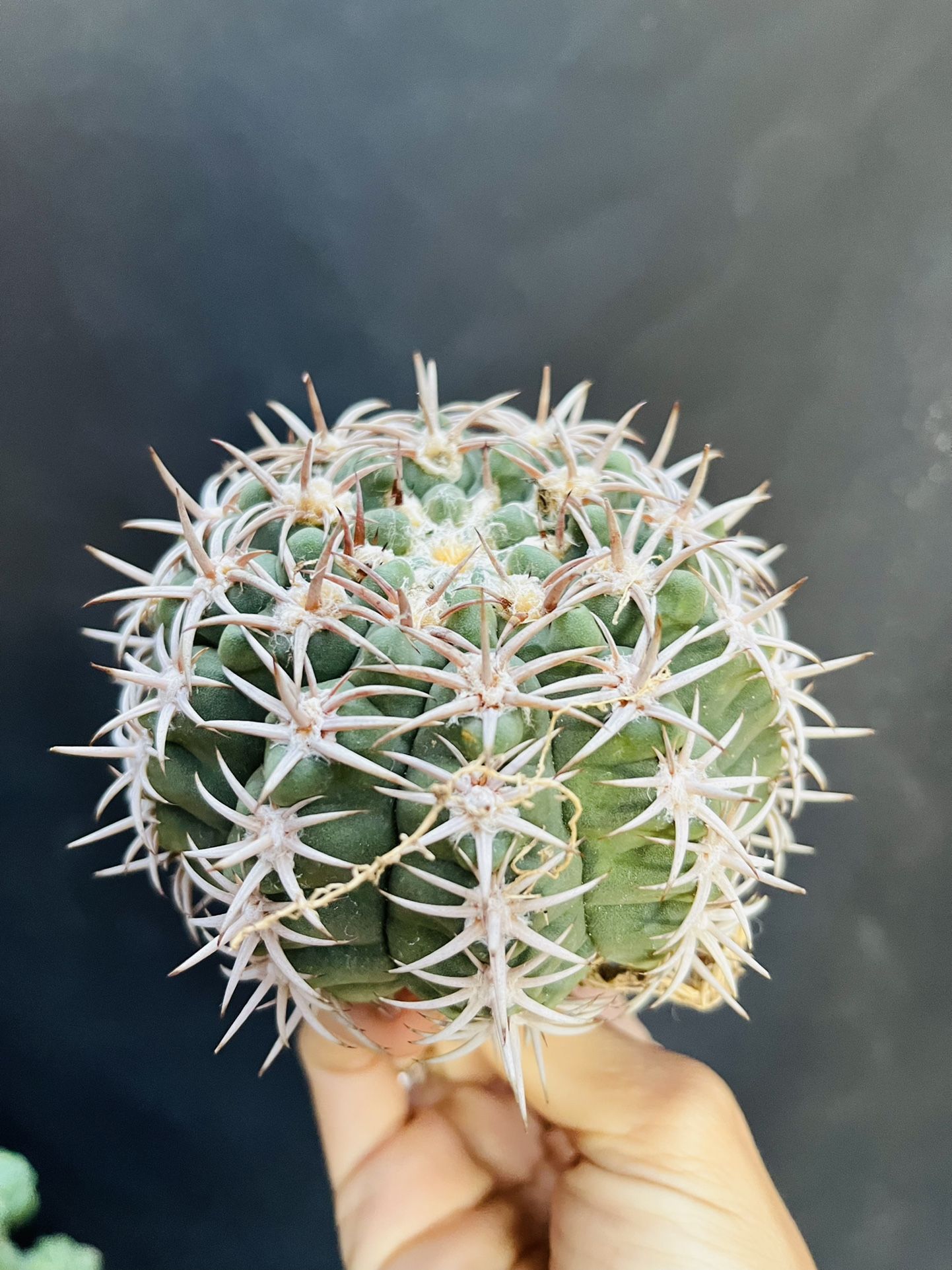 wie groß wird eine monstera Große Monstera | Monstera deliciosa main image 1