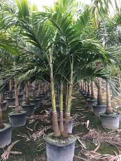 Triple Christmas palms