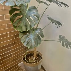 Monstera Deliciosa Plant