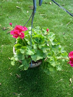 Bonita plantas geranio .rojo.malvon.buquete.$21