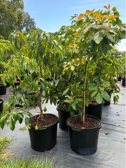 15g Grafted Avocado Trees
