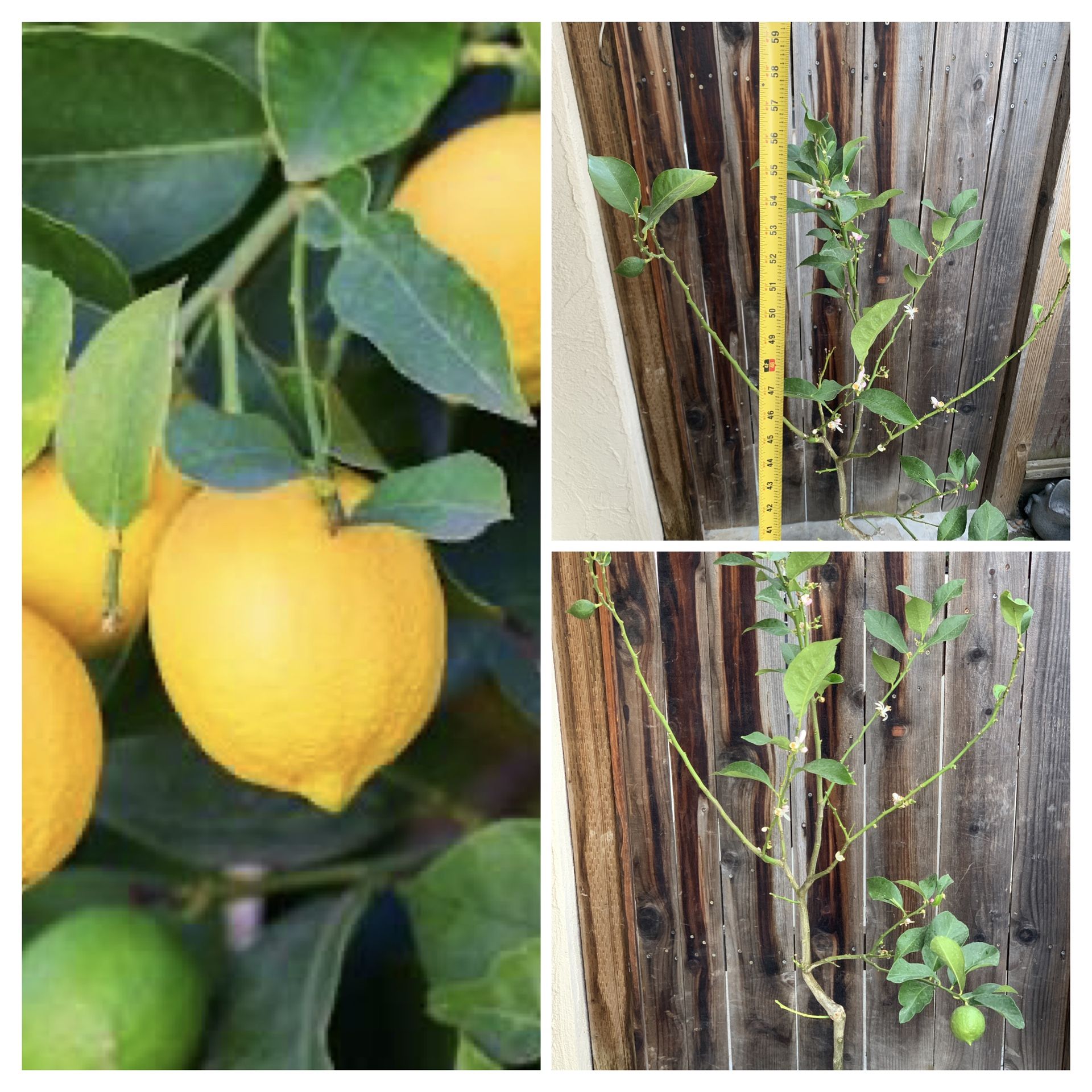 Fruiting and Flowering Eureka Hard Skin Sour Lemon π Tree Live plant 5 Gallon Pot Grafted Fruit Tree Cash only Pick up in North San Jose