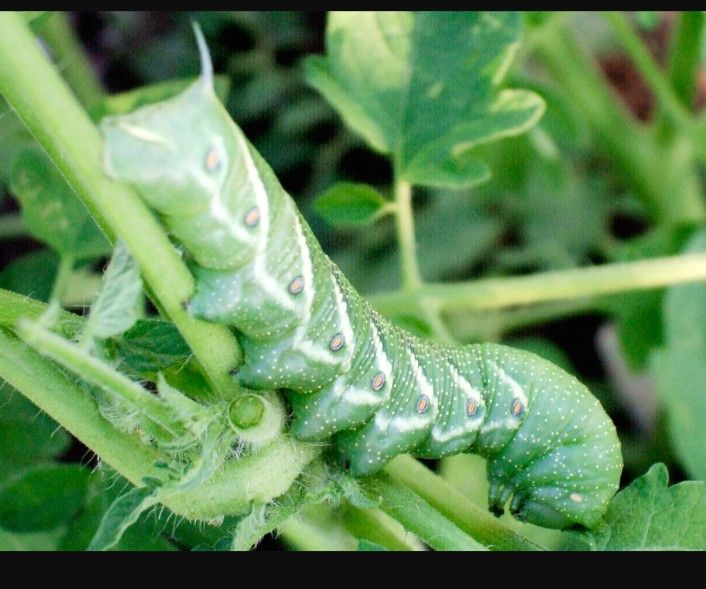 Hornworms For Sale