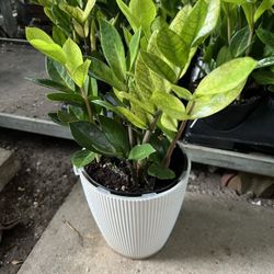 Chameleon ZZ In 6” Pot.( The Self-watering Pot Not Included) SPECIAL PRICE 🤩