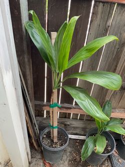 Plants