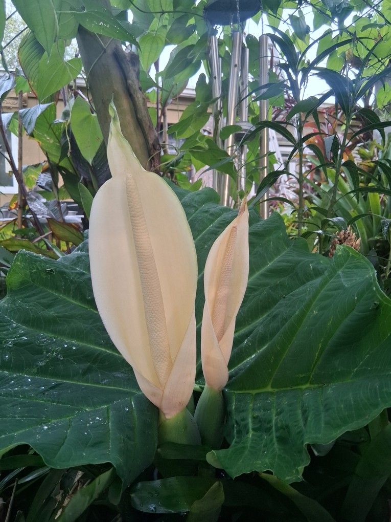 Giant Arrowleaf Elephant Ear.