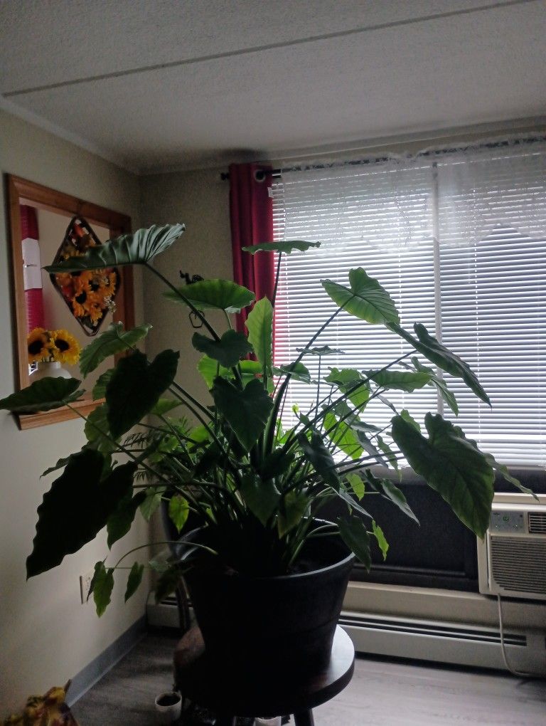 Huge Elephant Ear Plant