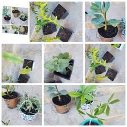 Tons of Beautiful House Plants and more in cute pots with free flowering plants - see description