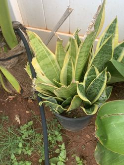 Snake plant