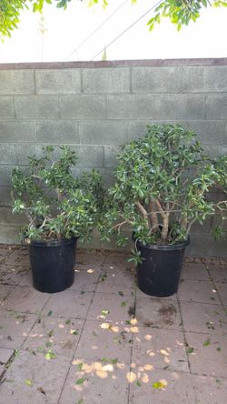 Bundle huge  trees jades /árboles de jade