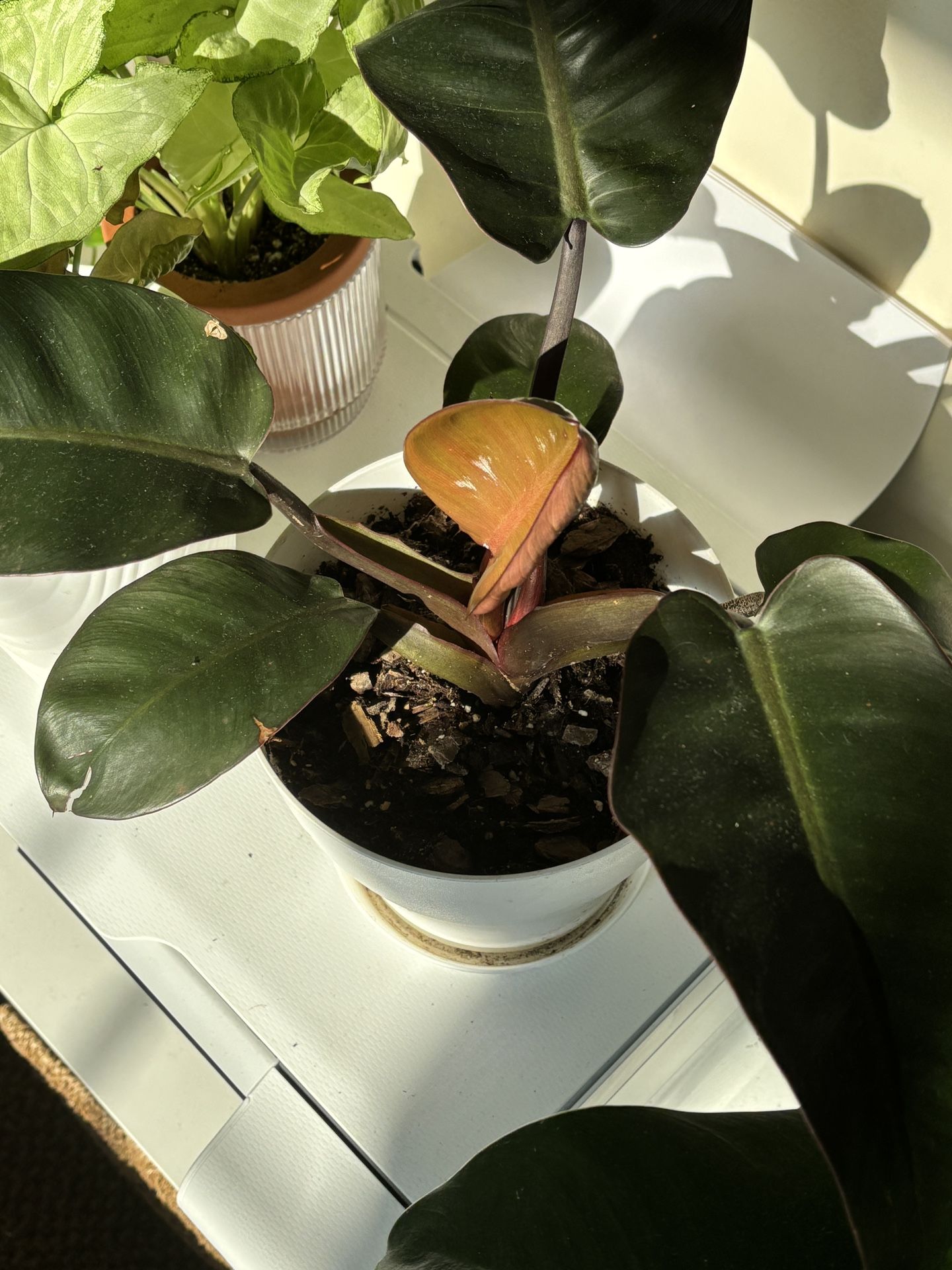 Philodendron Rojo Congo 