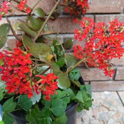 Florist Kalanchoe Plant 