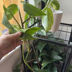Pothos Plant 