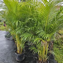 huge 5 to 6 feet tall arecas Instant  Privacy  Hedge  Full fences 