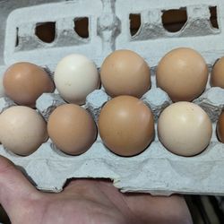 Farm Fresh Eggs