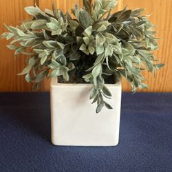 Faux Boxwood Plant in a Square Ceramic Planter