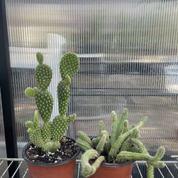 Cactus Plant