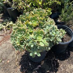 Drought tolerant plants