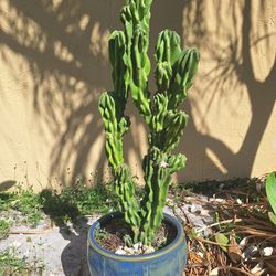 Monstrose Cactus Flowering 2 Buds