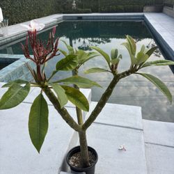 Plumeria 