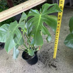 Jumbo Leaf Monstera Deliciosa (7” pot) these 3 exact plant, now$40ea/reg.$50ea 95820