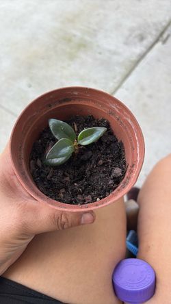 Gold fish Plant Starter