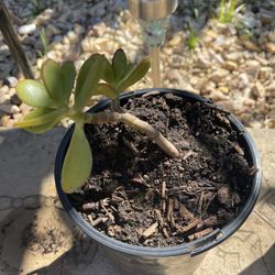 Jade Plant Cutting