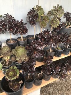 Succulent plants $10-$15