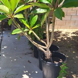 Plumerias