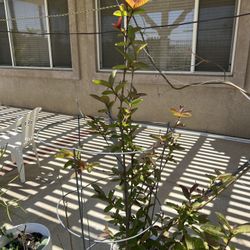 Guava Tree