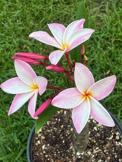 Beautiful Blooming Plumeria