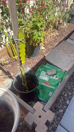 Dragon fruit plant in a 5 gallon container Dragon fruit plant in a 5 gallon container