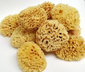 Natural sea sponge