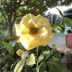 Different Color Roses / Rosales de diferentes colores 