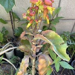 Calanchoe hoja ancha