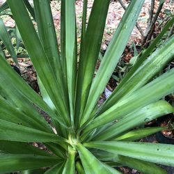 elephantipes Plants