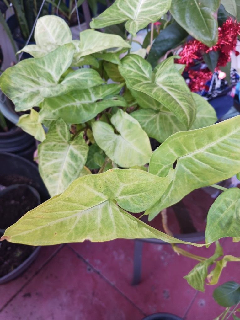 Planta De Enredadera