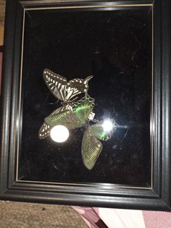 Taxidermy Butterfly
