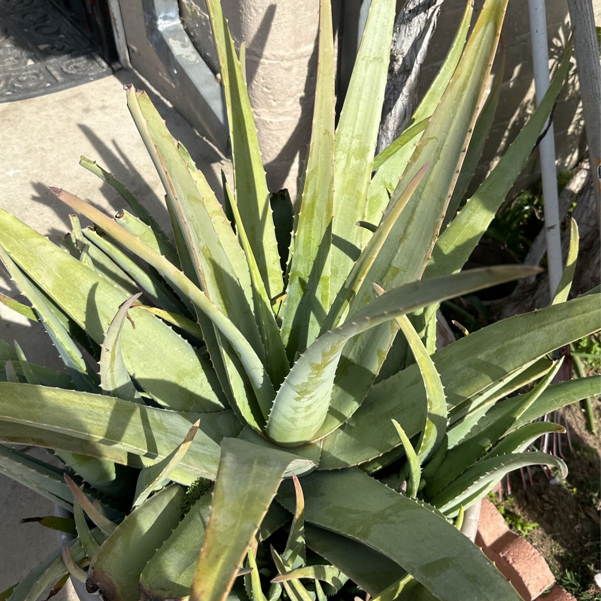Aloe