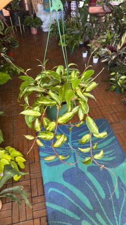 Krimson Princess Hoya plant 6” pot