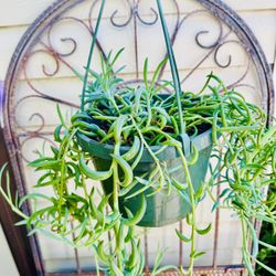 String Of Banana Succulent Hanging Plant- 