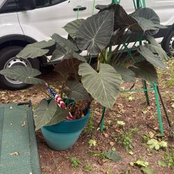 Large Leaf Philodendron Plant