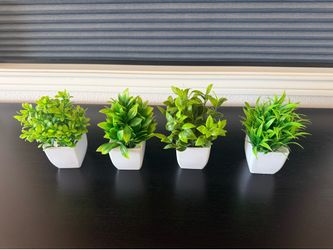 Plastic plant display