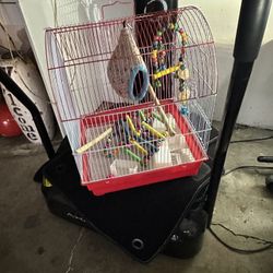 Bird Cage
