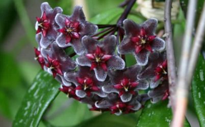 4” hoya red buttons ( first pic is example )