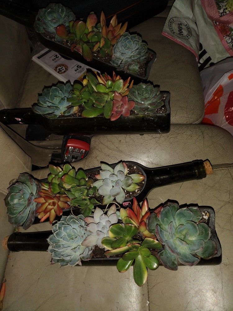 Succulent. Plants