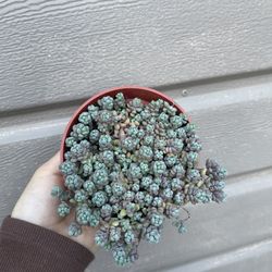 4” Purple Sedum