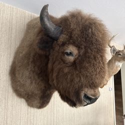 Bison Shoulder Mount
