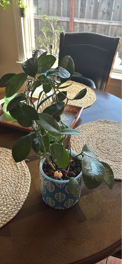 Hoya Australis in leca