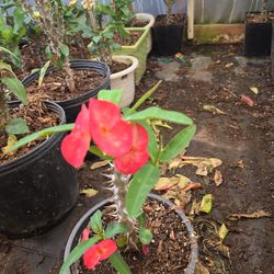 Corona de Cristo esqueje de  Semilla